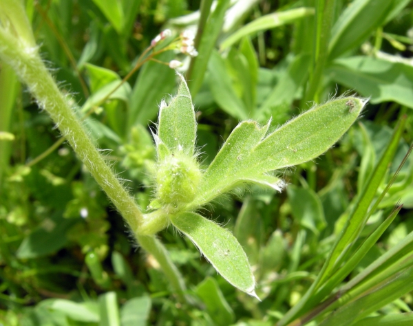 Ranunculus monspeliacus / Ranuncolo di Montpellier